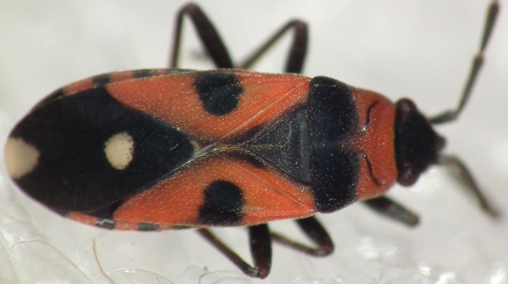 Lygaeidae:   Horvathiolus superbus